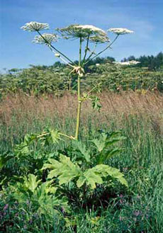 Борщевик обыкновенный - Heracleum sphondylium