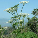Борщевик обыкновенный - Heracleum sphondylium Борщевик обыкновенный - Heracleum sphondylium
