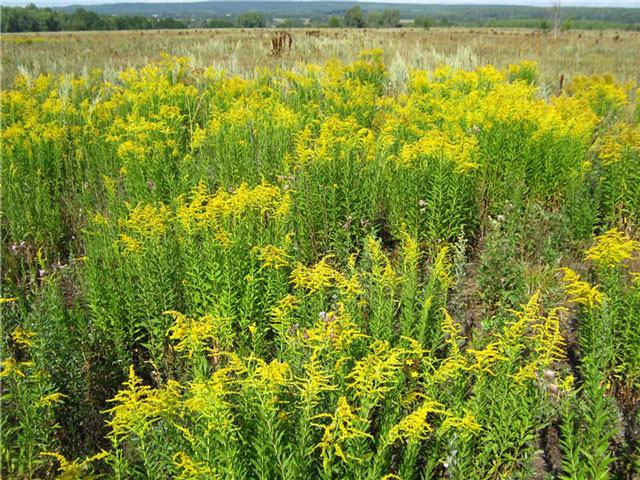 Золотарник канадский (лат. Solidago canadensis)